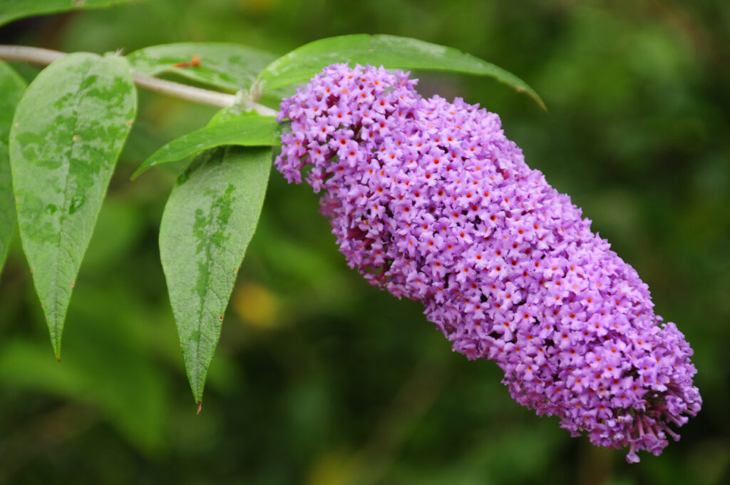 Verblühte Blüten am Sommerflieder abschneiden Warum ist das wichtig?