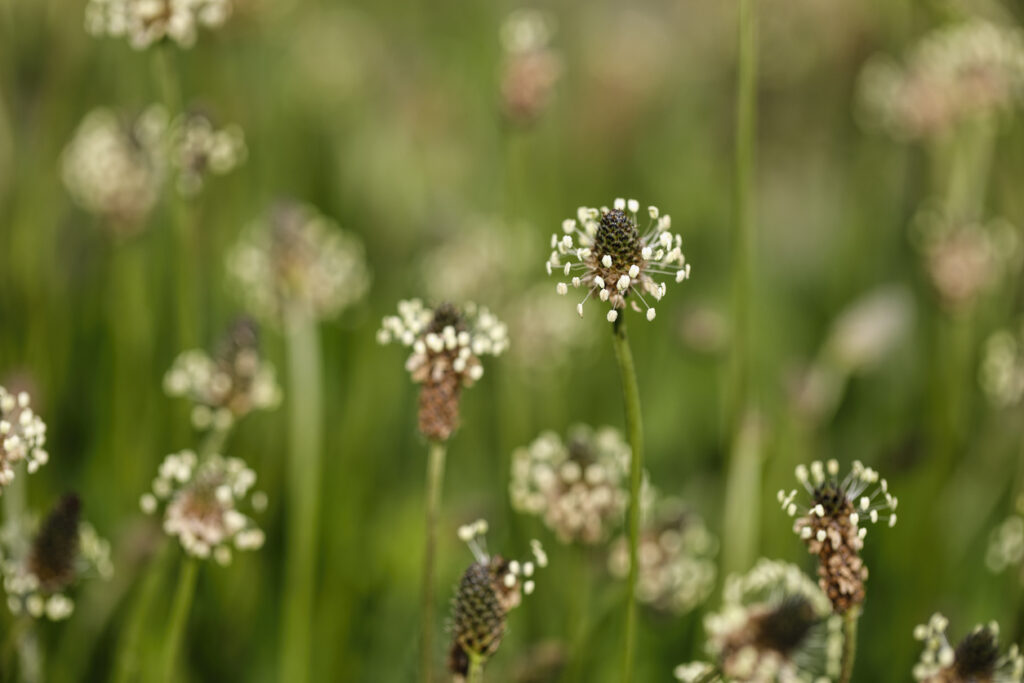 54+ Spitzwegerich Im Rasen, Wegeriche (plantago) wachsen als