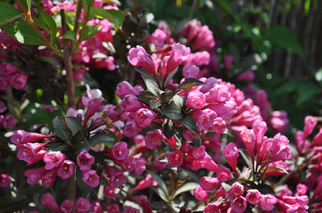 Apfelbaum im Topf pflanzen und pflegen Die besten Tipps