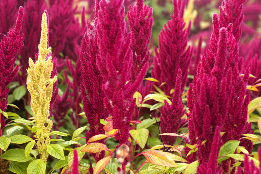 Amaranth ernten Tipps und Kurzanleitung