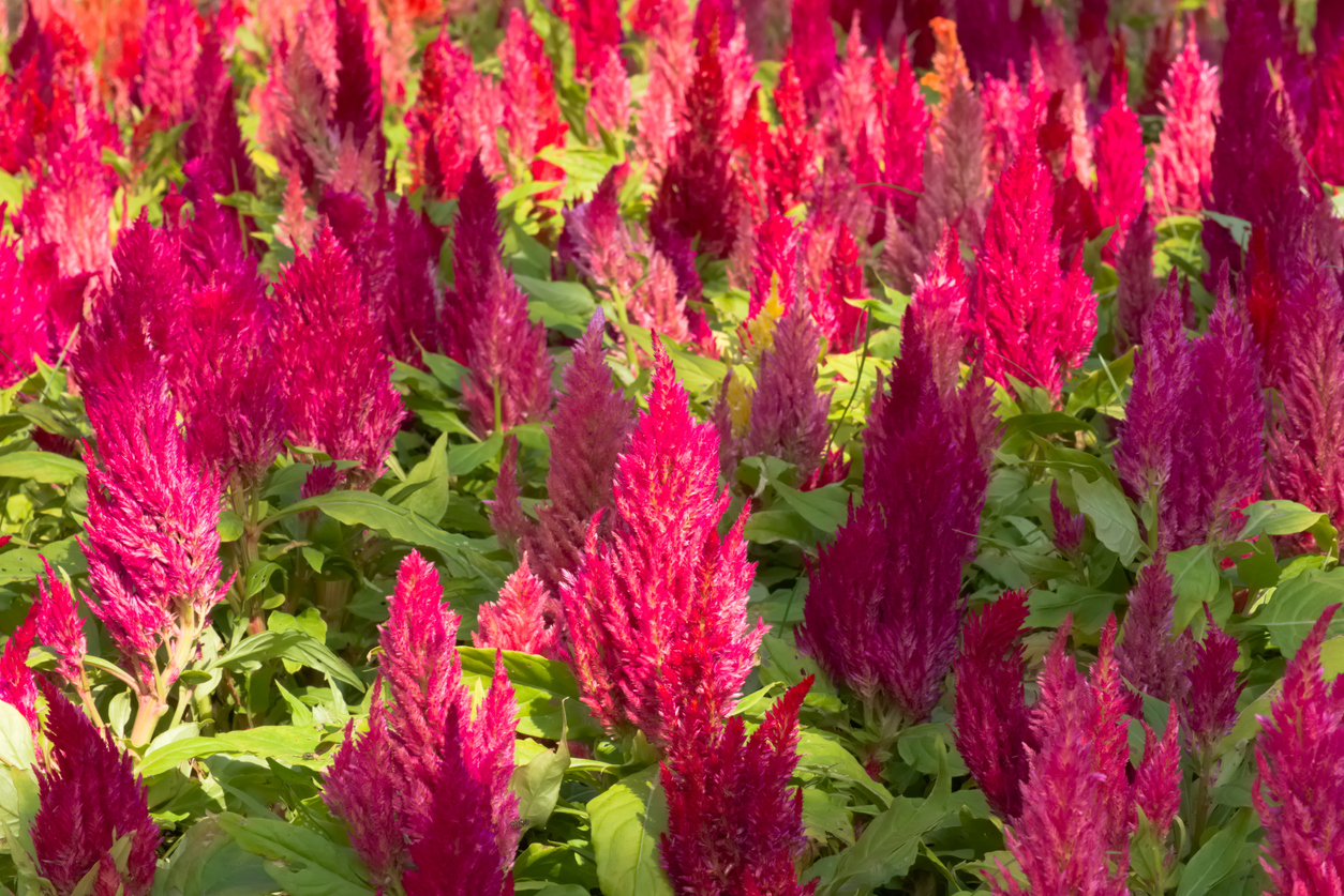 Amaranth ernten Tipps und Kurzanleitung