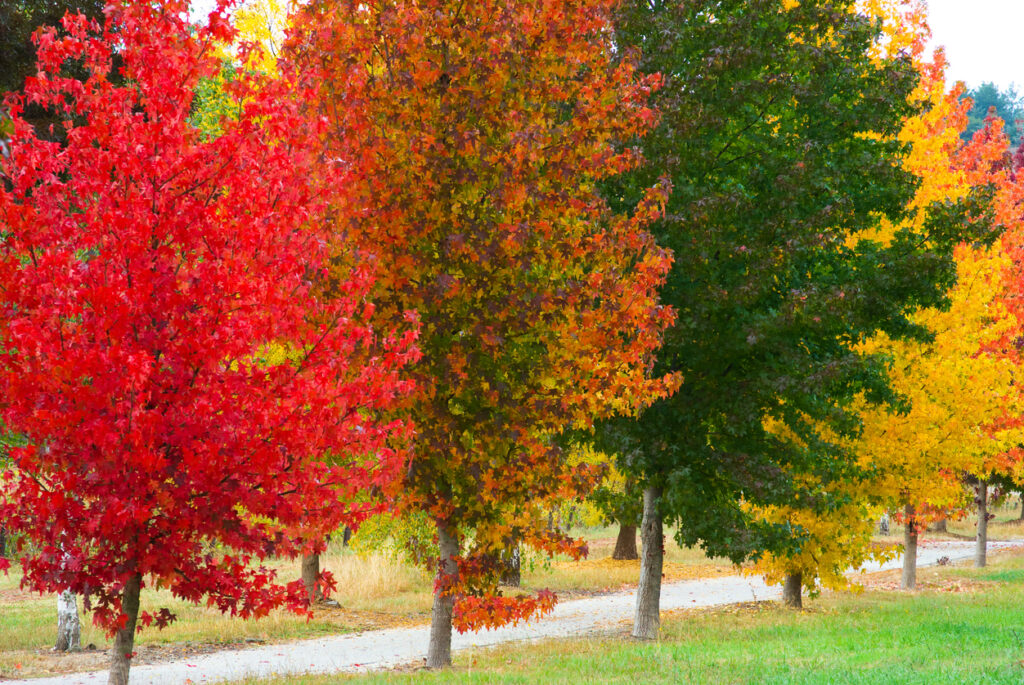 Blätter am Amberbaum So färben sie sich im Herbst