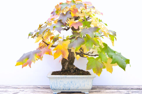 amberbaum-bonsai