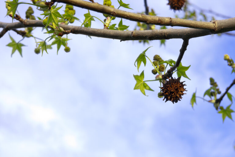 Die Früchte am Amberbaum Das sind ihre Merkmale