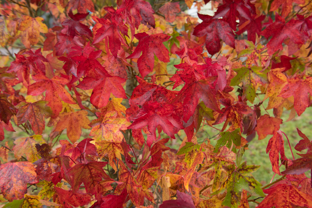 Die Herbstfärbung am Amberbaum In diesen Farben leuchtet er