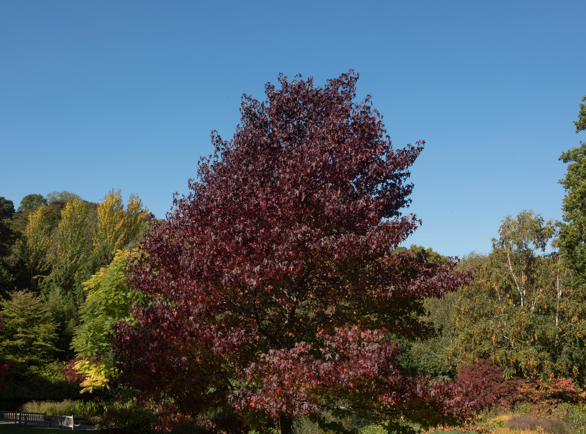Amberbaum als Hochstamm schneiden Tipps und Kurzanleitung