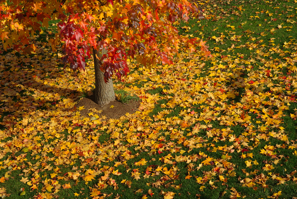 Krankheiten am Amberbaum erkennen Tipps zur Bekämpfung