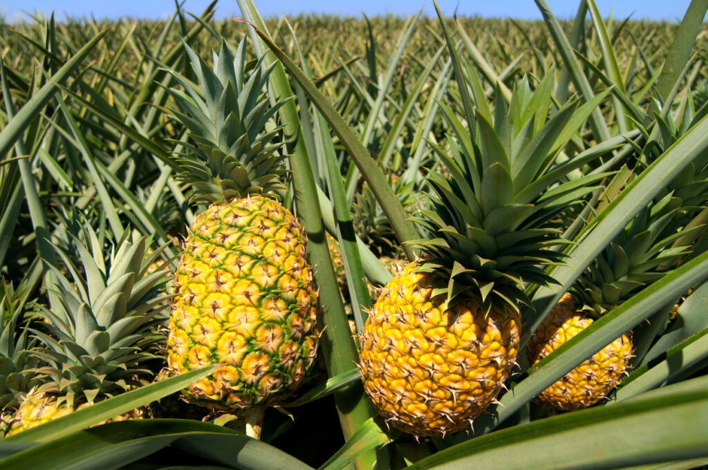 Die Herkunft der Ananas - Von wo stammt die exotische Frucht ab?