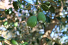 ananas-guave-winterhart