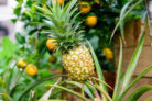 ananas-vermehren