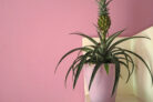 ananas-zimmerpflanze