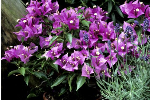 bougainvillea-als-zimmerpflanze