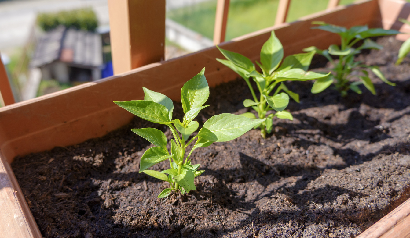 Chili auf dem Balkon anbauen Tipps und Kurzanleitung