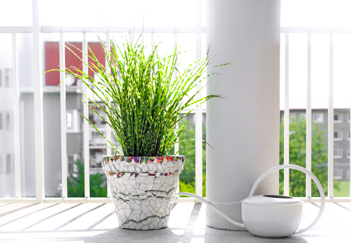 Chinaschilf auf dem Balkon Tipps und Alternativen