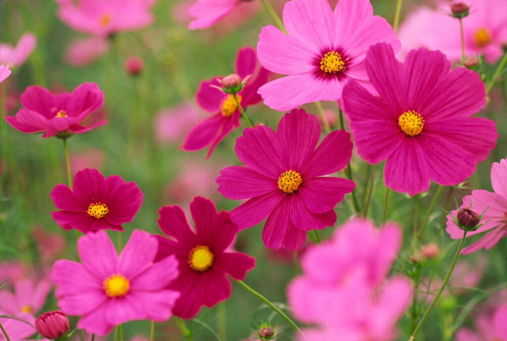 Cosmea überwintern - Wie funktioniert das?