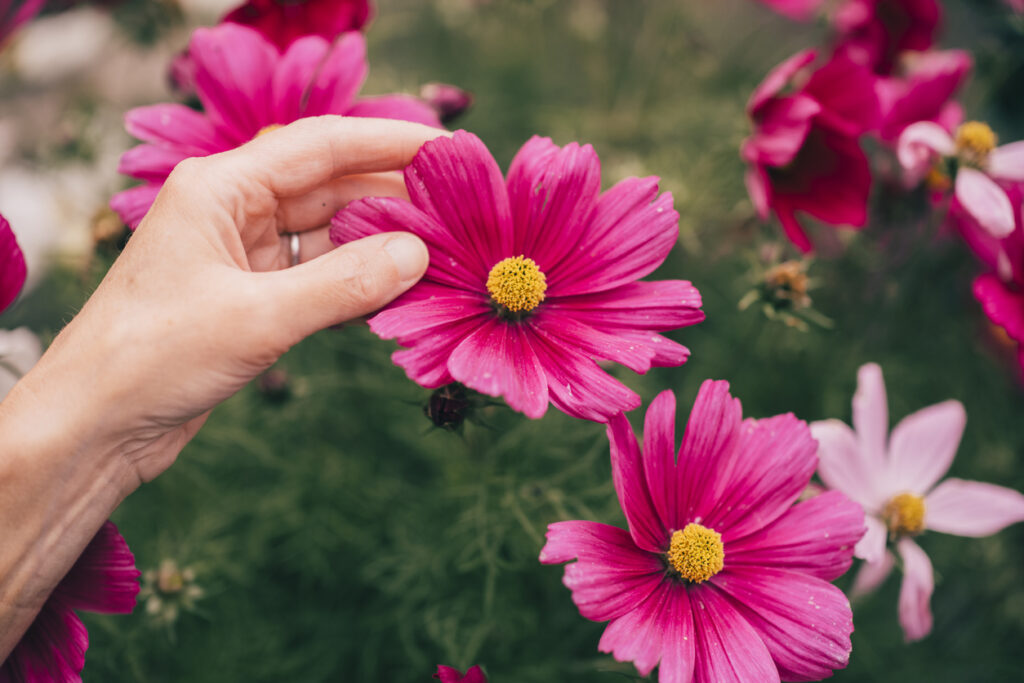 Cosmea überwintern Wie funktioniert das?