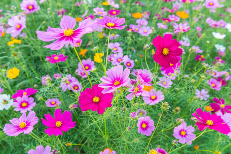 Ist die Cosmea winterhart? Hier bekommen Sie Tipps für kalte Tage