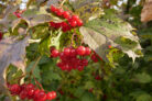 cranberry-pflanzen