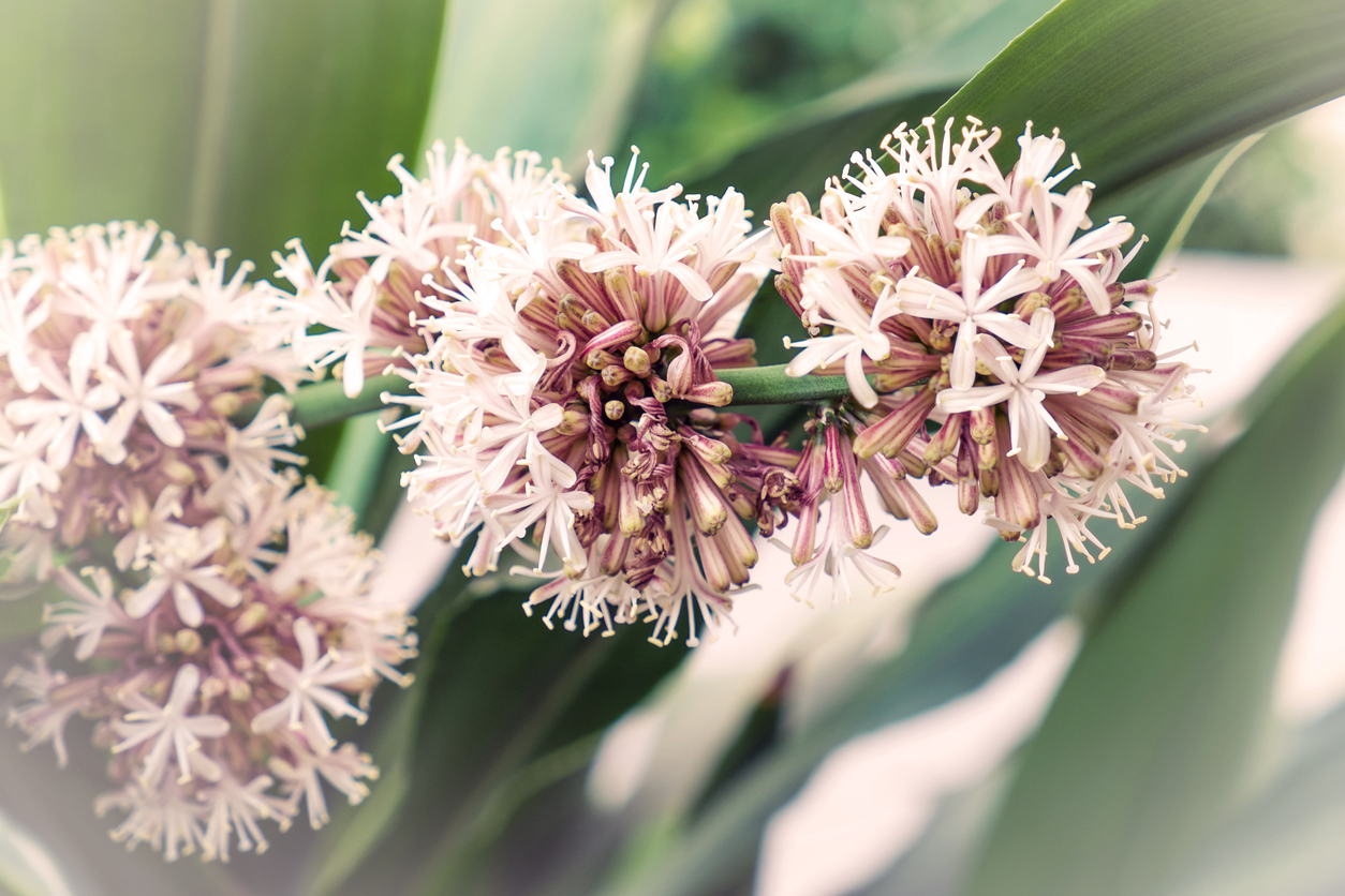 Zimmerpalme blüht Diese Palmenarten tragen Blüten