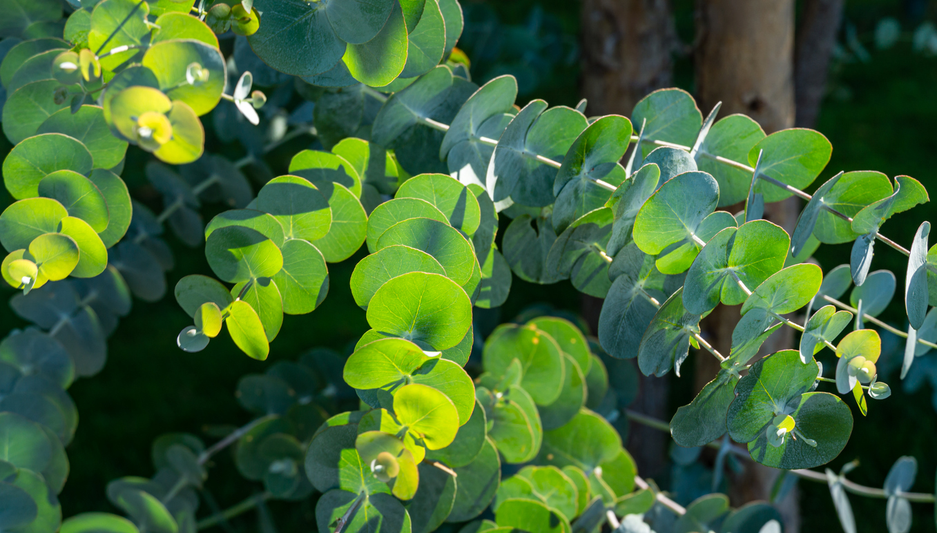 Eukalyptus 'azura' schneiden So Sie für schönes Wachstum