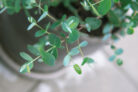 eukalyptus-azura-vermehren