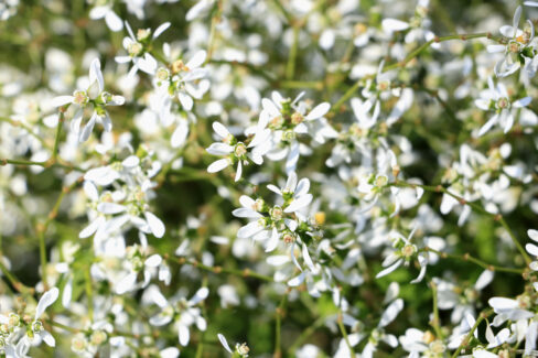 euphorbia-diamond-frost-ueberwintern-sie-den-zauberschnee