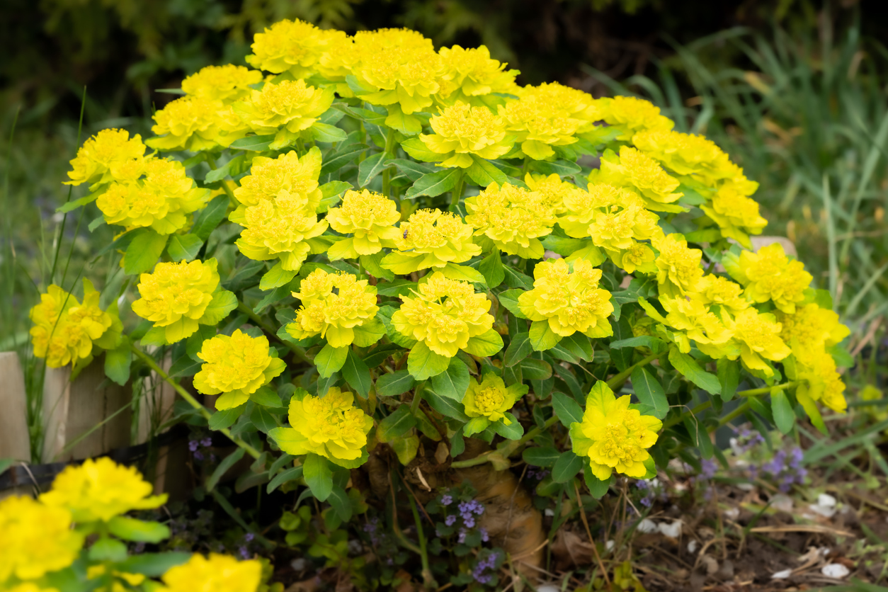 Euphorbia Zauberschnee überwintern So funktioniert's