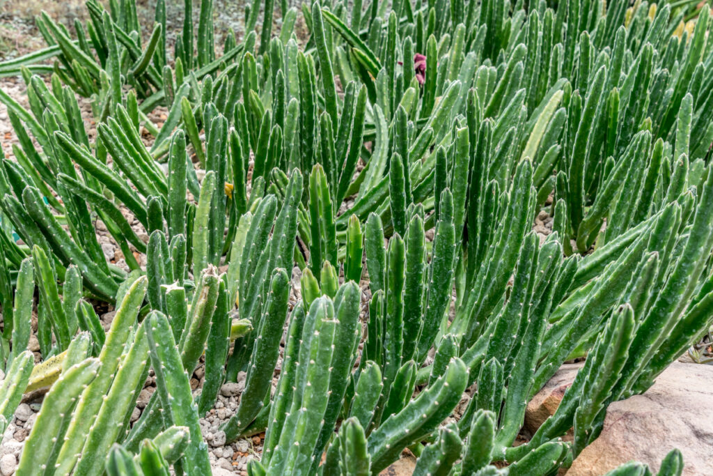 Spezialdünger Für Bleistiftbaum - NPK Flüssigdünger 250ml Für Euphorbia Tirucalli
