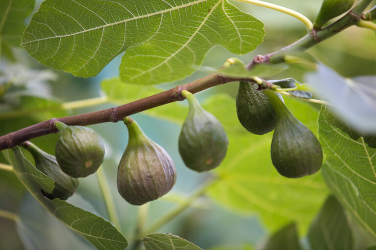 Erde für den Feigenbaum Welches Substrat benötigt die Pflanze?