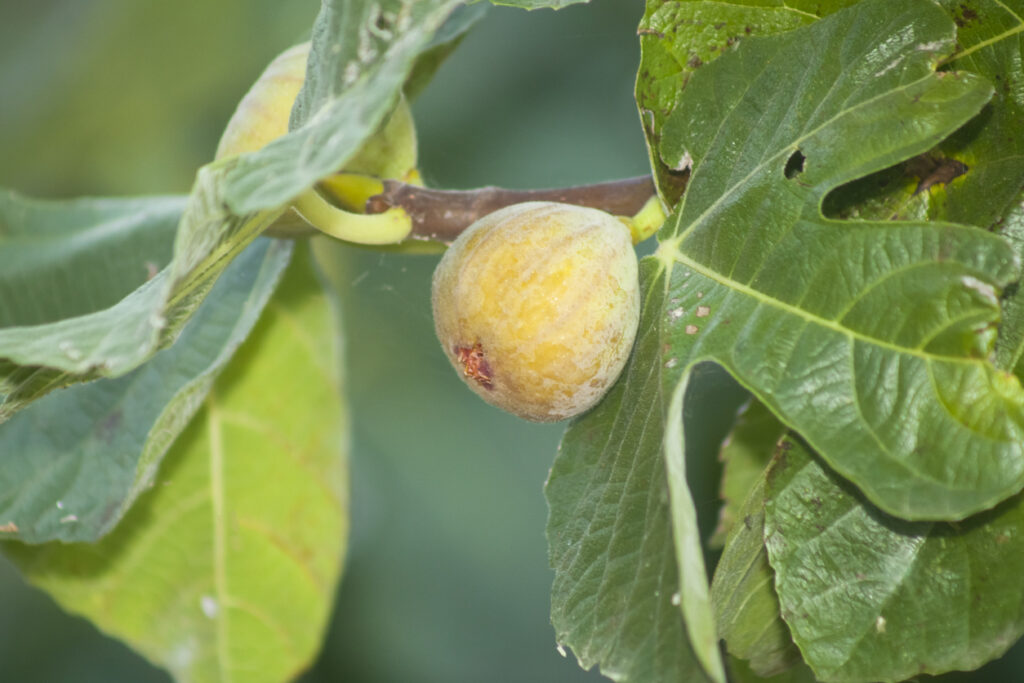 Erde für den Feigenbaum Welches Substrat benötigt die Pflanze?