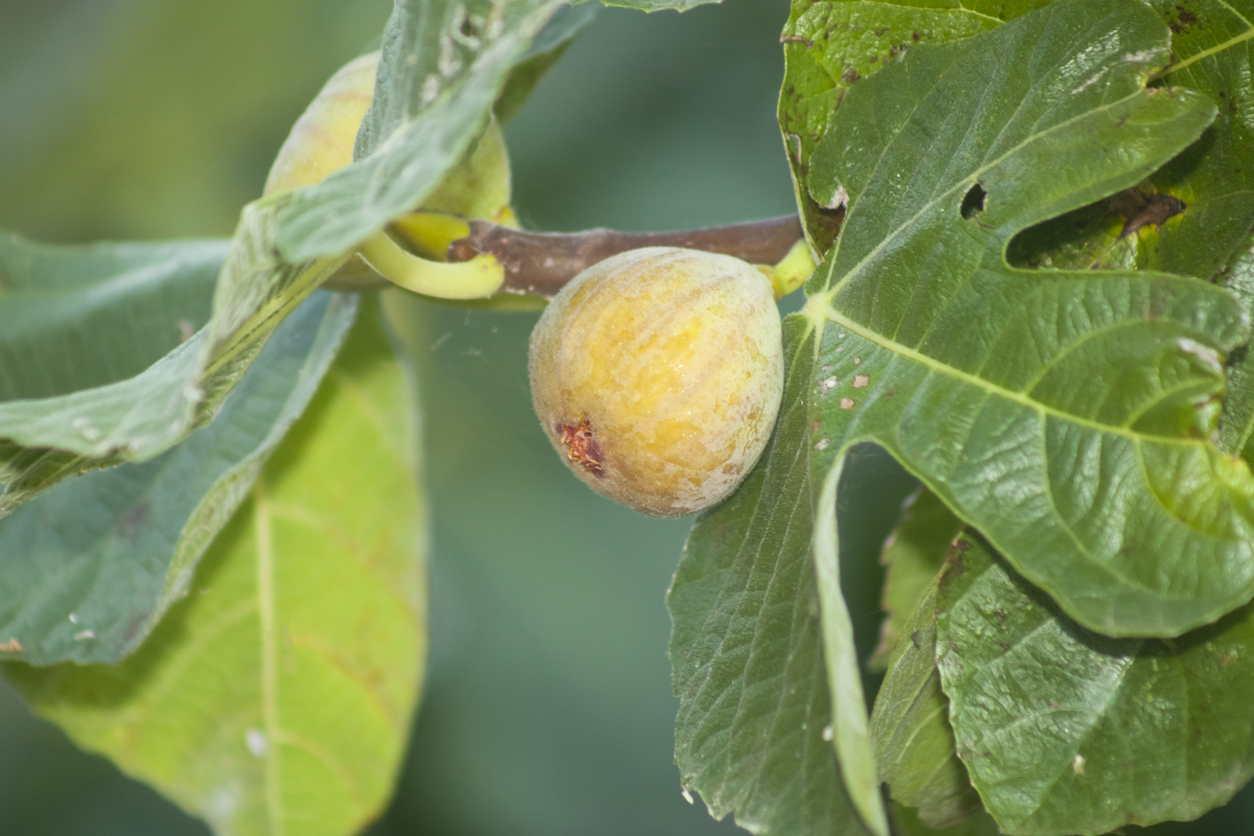 Welche Größe erreicht der Feigenbaum? Hier bekommen Sie die Info.