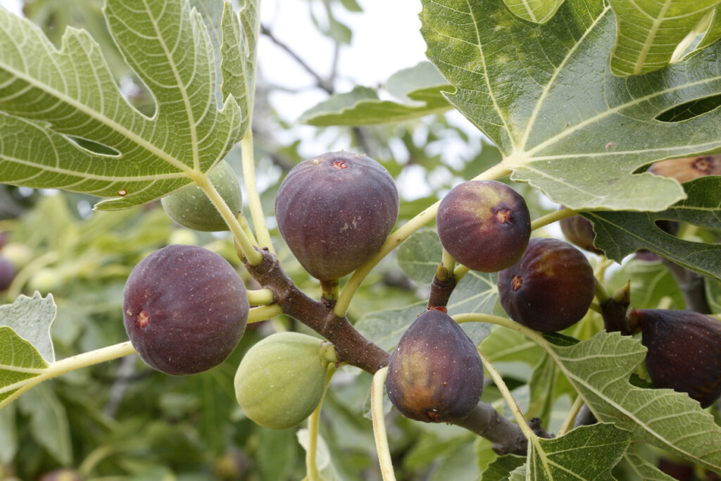 Erde für den Feigenbaum Welches Substrat benötigt die Pflanze?