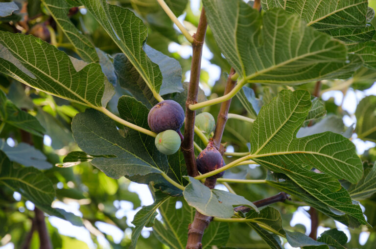 Erde für den Feigenbaum Welches Substrat benötigt die Pflanze?