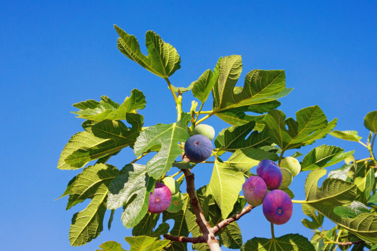 Erde für den Feigenbaum Welches Substrat benötigt die Pflanze?