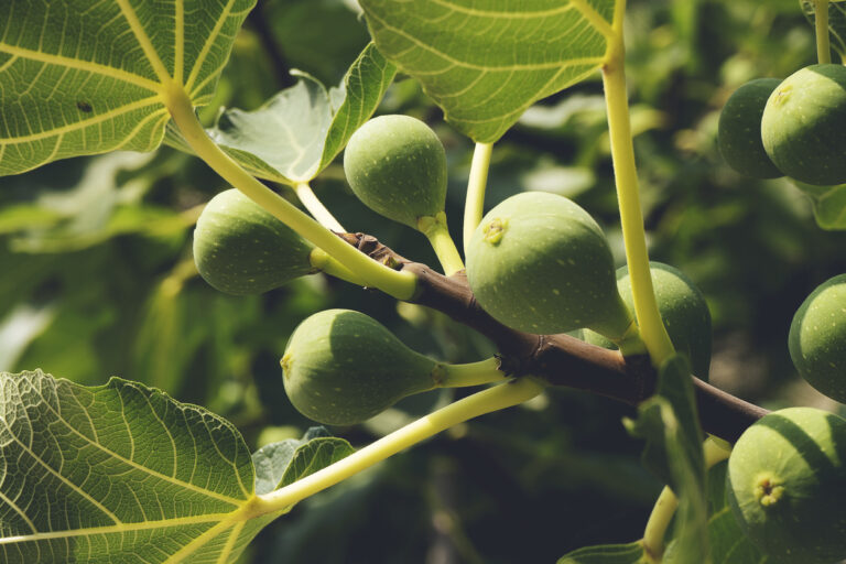 Erde für den Feigenbaum Welches Substrat benötigt die Pflanze?