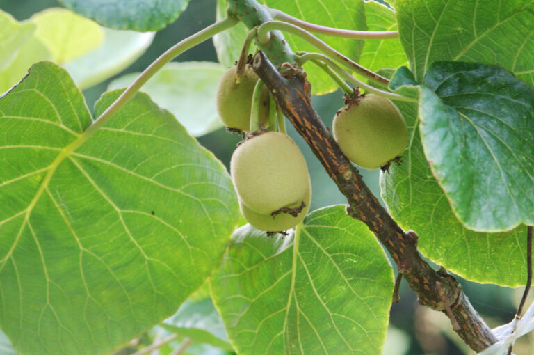 Feigenbaum Umpflanzen - Tipps Und Kurzanleitung