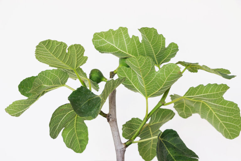 Erde für den Feigenbaum Welches Substrat benötigt die Pflanze?