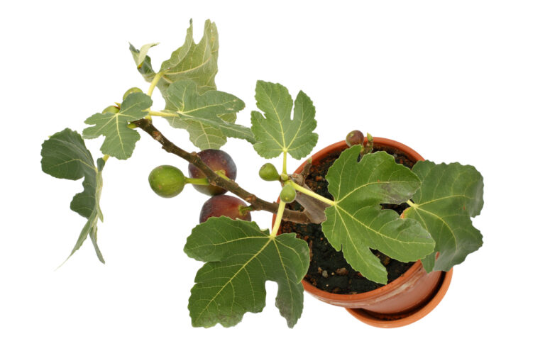 Feigenbaum bekommt gelbe Blätter Woran kann das liegen?