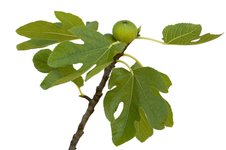 Feigenbaum bekommt gelbe Blätter Woran kann das liegen?