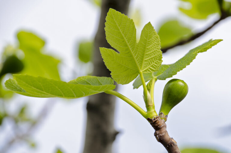 Ableger vom Feigenbaum gewinnen Tipps zur Vermehrung