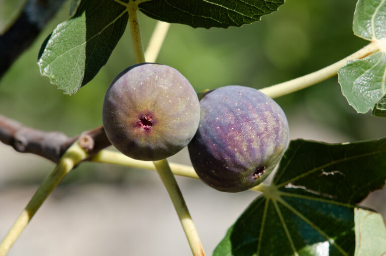 Erde für den Feigenbaum Welches Substrat benötigt die Pflanze?