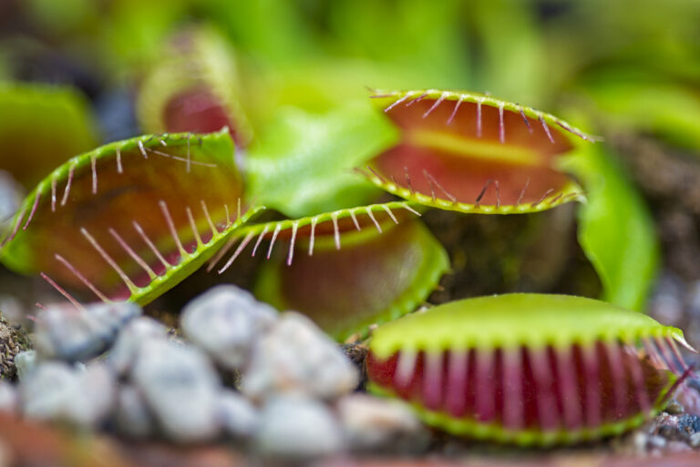 Die Blüte der fleischfressenden Pflanze Das sind ihre Merkmale