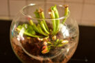 fleischfressende-pflanzen-im-glas
