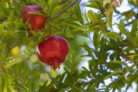 granatapfel-pflanzen