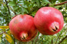 granatapfel-saeen