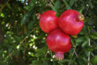 granatapfel-vermehren