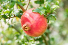 granatapfel-zitrusfrucht