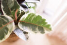 gummibaum-zimmerpflanze