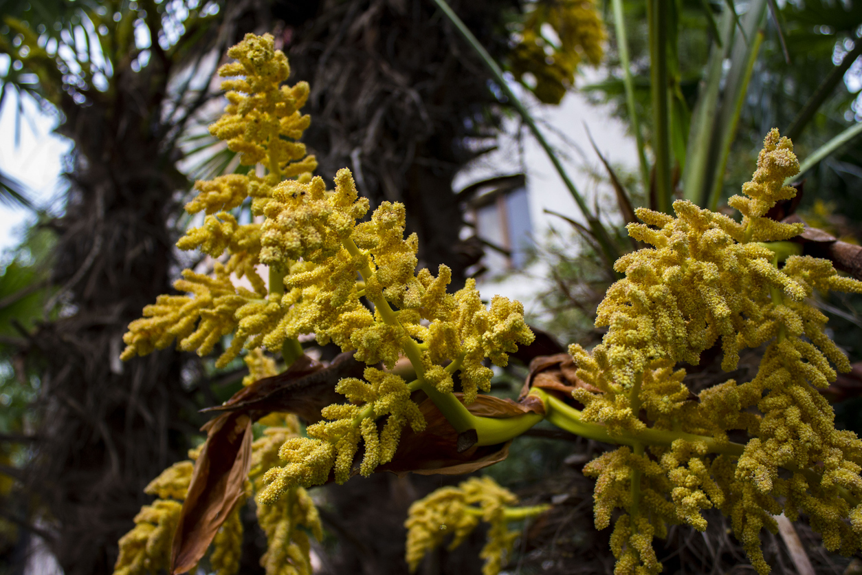 Die Blüte der Hanfpalme Merkmale, Unterschiede und mehr