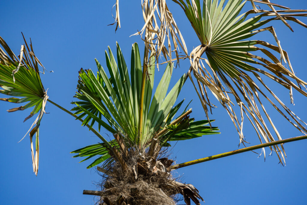 43+ Blüte Der Hanfpalme, Eine hanfpalme, die ausschließlich im